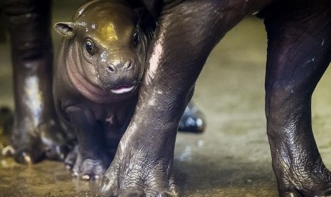 Bayi Kuda Nil di Kebun Binatang Bristol, Inggris