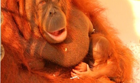 Orang utan