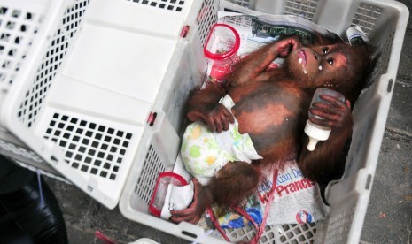  Bayi Orang Utan (Pongo abelii) berada di kandang buatan dari keranjang buah yang disita dari sindikat perdagangan satwa liar saat gelar perkara di Markas Direktorat Reskrimsus (Ditreskrimsus) Polda Riau, Pekanbaru, Senin (9/11).  (Antara/FB Anggoro)