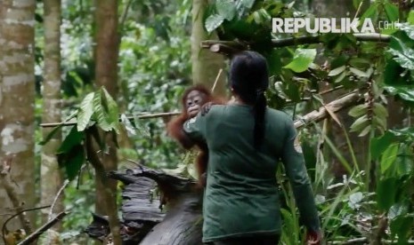 Bayi orangutan dan pengasuhnya di Sekolah Hutan, Samboja, Kalimantan Timur