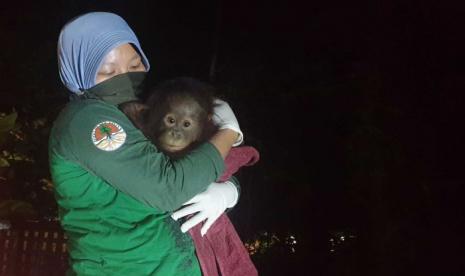 Bayi orangutan yang nyaris dibuang karena pemiliknya takut dengan COVID-19 berhasil diselamatkan dan kini mendapatkan perawatan di Sekolah Rimba Orangutan Four Paws di Kaltim.