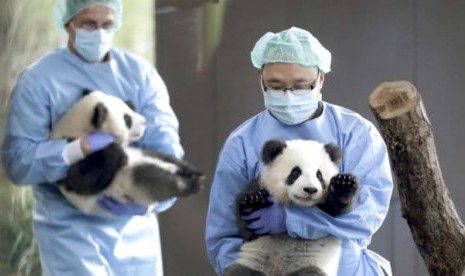 Bayi panda kembar, Pit dan Paule diperkenalkan pada publik di Zoo Berlin, Jerman.