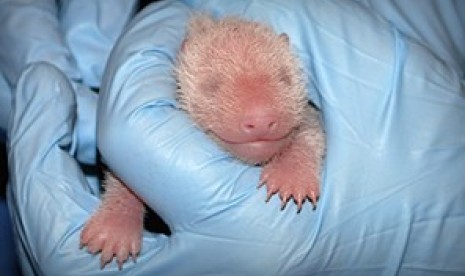 Bayi panda yang baru lahir dari kebun binatang washington dc