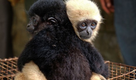 Bayi Sarudung (Hylobates lar, kanan) dan Siamang (Symphalangus syndactylus) berada di atas kandang ketika diserahkan ke kantor BBKSDA Sumatera Utara, di Medan, Senin (29/2).