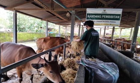 Baznas RI memiliki target menghimpun lebih dari delapan ribu ekor hewan kurban setara domba dan kambing.