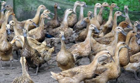 Bebek (Anatidae) jenis hibrida untuk petelur. Kesulitan ekonomi masyarakat di masa pandemi diakali Taufik (35) warga Ujung Labuh, Nagari Sungai Jariang, Kecamatan Lubuk Basung, Kabupaten Agam dengan beternak bebek petelur. Menurut Taufik, belum banyak yang melakukan usaha serupa dan harga jual telur bebek terbilang cukup memberikan keuntungan.