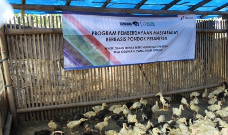 Bebek-bebek hasil budidaya Pondok Pesantren (Ponpes) Darul Ibtida Desa Cibunian, Bogor.