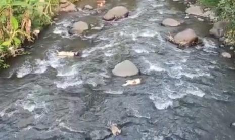 Beberapa bangkai hewan ternak seperti sapi dan kambing yang tersangkut di bebatuan aliran sungai Serang dibwilayah Dusun Pamotan, Desa/ Kecamatan Susukan, Kabupaten Semarang, Jawa Tengah, Selasa (21/6). Sedikitnya 50 bangkai hewan ternak ditemukan di aliran sungai ini dan diduga merupakan ternak yang mati akibat PMK. Polisi mengejar pelaku pembuangan puluhan bangkai ternak di Sungai Serang, Semarang.