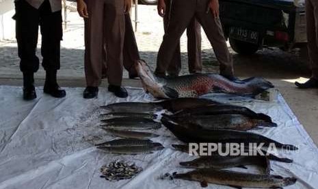 Beberapa ikan invasif yang siap dimusnahkan di kantor BKIPM Kelas II Semarang, Rabu (15/8). 