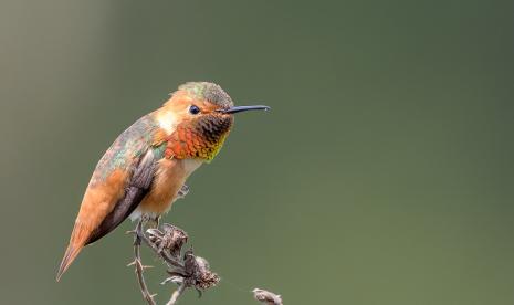 Burung kolibri