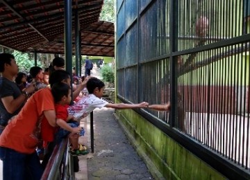 Beberapa pengunjung melihat koleksi satwa Bekantan di Taman Margasatwa Ragunan (TMR), Jakarta.