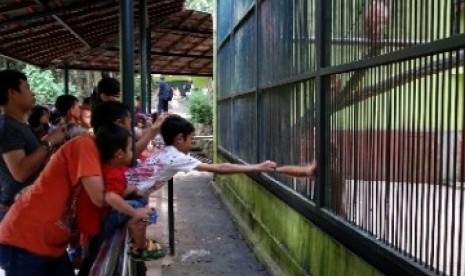 Beberapa pengunjung melihat koleksi satwa Bekantan di Taman Margasatwa Ragunan (TMR), Jakarta.