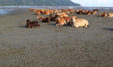 Beberapa sapi dilepas di pantai.