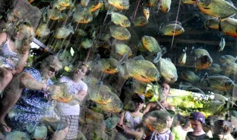  Beberapa turis asing terpantul di kaca akuarium saat mereka menyaksikan ikan piranha di Bali Safari And Marine Park, Gianyar, Bali.