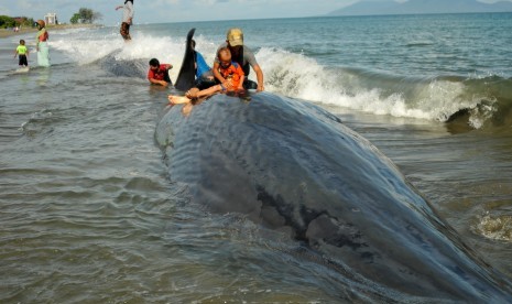 Paus terdampar juga sempat terjadi di pantai Desa Durung, Kecamatan Masjid Raya, Kabupaten Aceh Besar, tahun lalu.