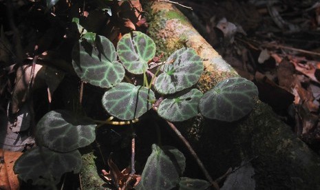 Begonia olivacea, tanaman Begonia jenis baru yang ditemukan di kawasan Taman Nasional Gunung Leuser pada 2016. Badan Riset dan Inovasi Nasional (BRIN) mengidentifikasi enam begonia jenis baru yang endemik di Sumatra, Kamis (20/1/2022)..