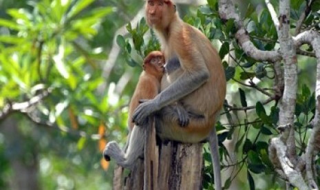 Proboscis monkey (Nasalis larvatus)