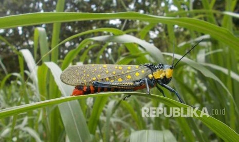 Belalang Setan (Aularches millaris)