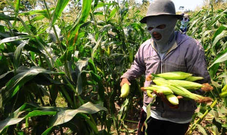 Benih jagung manis sedang banyak diburu perusahaan yang bergerak dibidang pertanian.