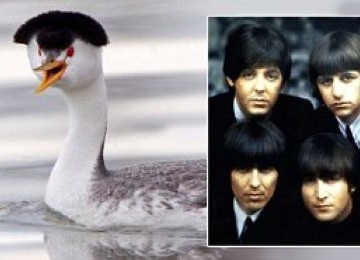 Bentuk kepala burung Wingo Star sangat mirip dengan potongan rambut  kelompok The Beatles.