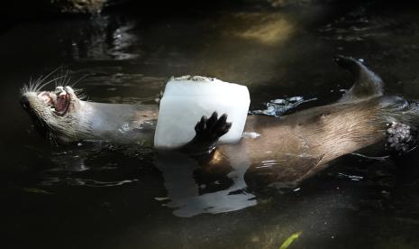  Berang-berang sungai memeluk sebongkah es batu di Palm Beach Zoo & Conservation Society, Kamis (18/7/2024), Florida Barat, AS. Staf kebuh binatang menggunakan berbagai teknik mendinginkan satwa saat musim panas.  