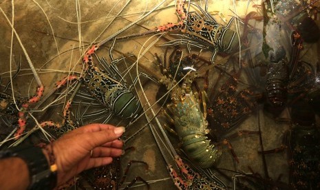 Berbagai jenis lobster kualitas ekspor disiapkan untuk pengiriman ke Jakarta di salah satu tempat penampungan di Banda Aceh, Aceh, Selasa (21/1/2020).