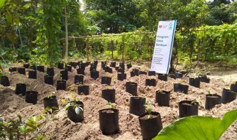 Berbagai tanaman yang ditanam di kebun gizi.