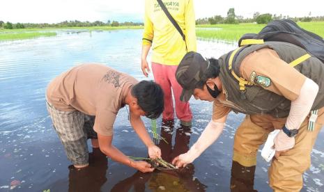 Berdasarkan data BMKG, pada periode awal musim hujan di akhir tahun ini diikuti dengan adanya fenomena La Nina yang mengakibatkan peningkatan jumlah curah hujan di sebagian besar wilayah Indonesia. Wilayah-wilayah yang terdampak fenomena La Nina antara lain wilayah Jawa, Kalimantan, Sulawesi, Maluku, dan Papua. 