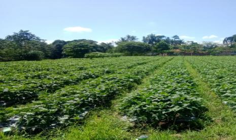 Berdasarkan Kepmentan No 141 tahun 2019, edamame atau kedelai sayur merupakan komoditas tanaman binaan Direktorat Jenderal Hortikultura dan termasuk komoditas yang permintaan pasarnya cukup tinggi, disertai harga yang bagus. Untuk dapat menembus pasar modern dan hotel, kualitas edamame perlu sesuai dengan kriteria yang ditentukan dan harus organik. 