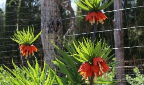 Berkebun adalah salah satu senjata yang baik untuk menanggulangi risiko stroke. 