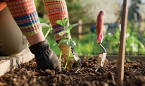 Berkebun (ilustrasi)