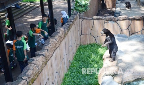 Sejumlah pelajar berinteraksi dengan beruang madu saat berkunjung ke Bandung Zoo atau Kebun Binatang Bandung. Pengelola BAZOGA menyatakan telah memiliki dua dokter yang mengecek virus Corona