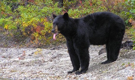 Departemen Perikanan dan Perburuan Alaska melaporkan, seekor anak beruang hitam di tenggara Alaska disuntik mati setelah terserang flu burung. 