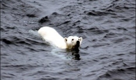 Beruang kutub berenang hampir 700 kilometer mencari makanan.