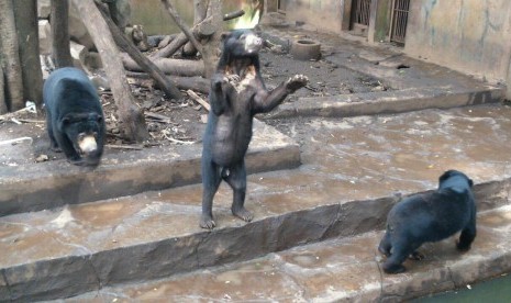 beruang madu di Kebun Binatang Bandung, terlihat kurus.