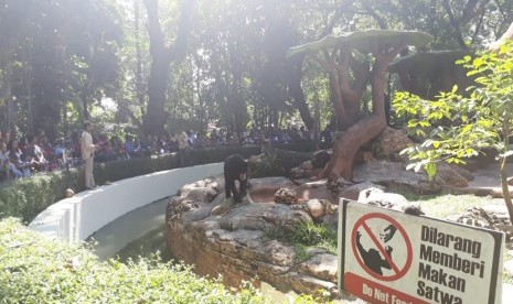 Beruang madu di Kebun Binatang Surabaya.