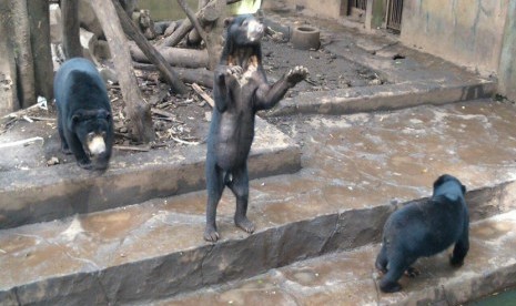 Kondisi Beruang Madu di Kebun Binatang Bandung, memprihatinkan, salah satu beruang terlihat sangat kurus. Mereka, berebut makanan saat ada pengunjung yang melemparkan makanan, Rabu (18/1).