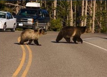 Beruang di Taman Nasional Yellowstone, Amerika Serikat