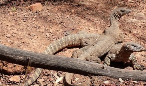 Biawak. Merespons laporan warga soal dugaan adanya ular kobra, petugas Damkar Jakarta Timur temukan biawak. 