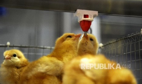 Since November 28, 2016, Indonesia suspended the import of day old chick for broodstock and grandparent stock from seven countries to prevent H5N1.