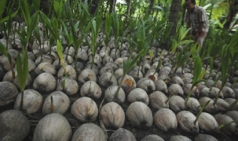 Bibit kelapa kopyor. Direktur Pusat Penelitian Bioteknologi dan Bioindustri Indonesia (PPBBI), Dr Priyono, menjelaskan bahwa daging kelapa kopyor mengandung senyawa antioksidan dan asam laurat sebesar 38 persen hingga 51 persen.