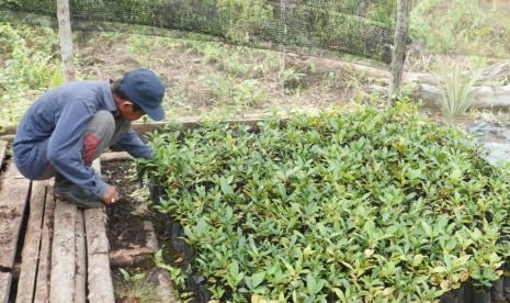 Bibit kopi liberika yang ditanam petani di perhutanan sosial di Jambi.