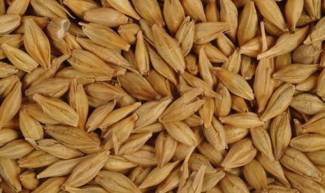 Biji barley