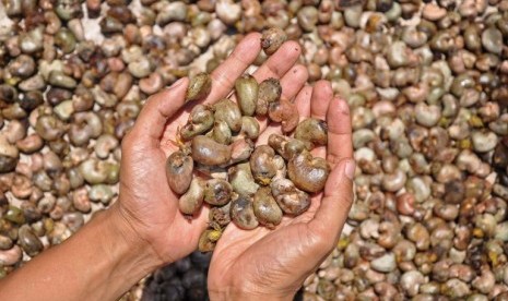 BIJI JAMBU METE. Seorang warga menunjukkan biji jambu mete hasil panenannya di Dusun Gondang Timur, Desa Gondang, Kec. Gangga, Tanjung, Kab. Lombok Utara, NTB, Selasa (9/10). Biji jambu mete yang telah melalui proses pengeringan tersebut dijual kepada seha