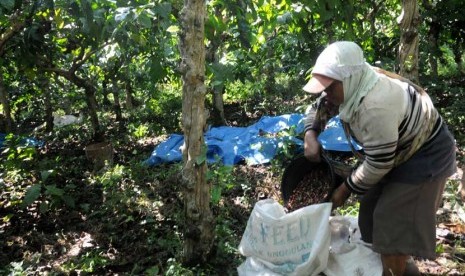    Biji kopi hasil panen dimasukkan ke dalam karung. (Aditya Pradana Putra/Republika)