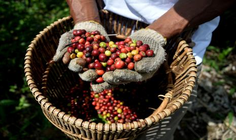 Biji kopi robusta Ulu Belu.