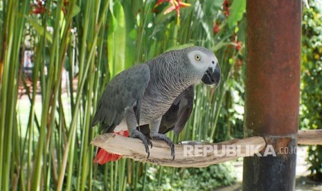 Bird Park, Taman burung terbesar di Bali.