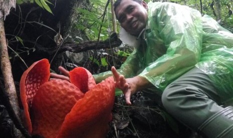 BKSDA Agam Pantau bunga Rafflesia tuan-mudae yang diperkirakan akan mencapai diameter terbesar di dunia  di dalam kawasan hutan cagar alam Maninjau di Jorong Marambuang Nagari Baringin Kecamatan Palembayan Kabupaten Agam, Sumatera Barat, Senin (30/12).