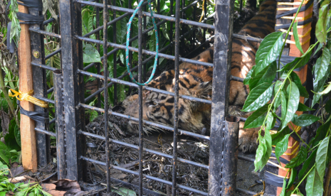 BKSDA Sumbar menunda proses evakuasi anak harimau sumatra yang tertangkap pada Sabtu (14/4). Selain mempertimbangkan kondisi kesehatan anak harimau, penundaan evakuasi juga untuk menghindari amukan beberapa individu harimau lain yang masih berkeliaran. 