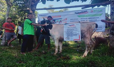 BMH  menyalurkan 1 ekor sapi dan 13 ekor kambing kepada warga Dusun Ngasinan,  Desa Timpik, Kecamatan Susukan, Kabupaten Semarang, Jawa Tengah.